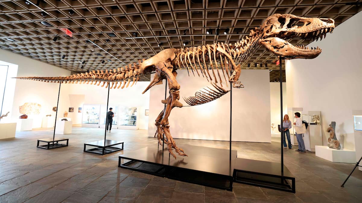 Velbevaret dinosaur-fossil sælges på auktion – startbuddet er på over 100 millioner kroner